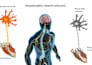 create publication quality biological illustrations